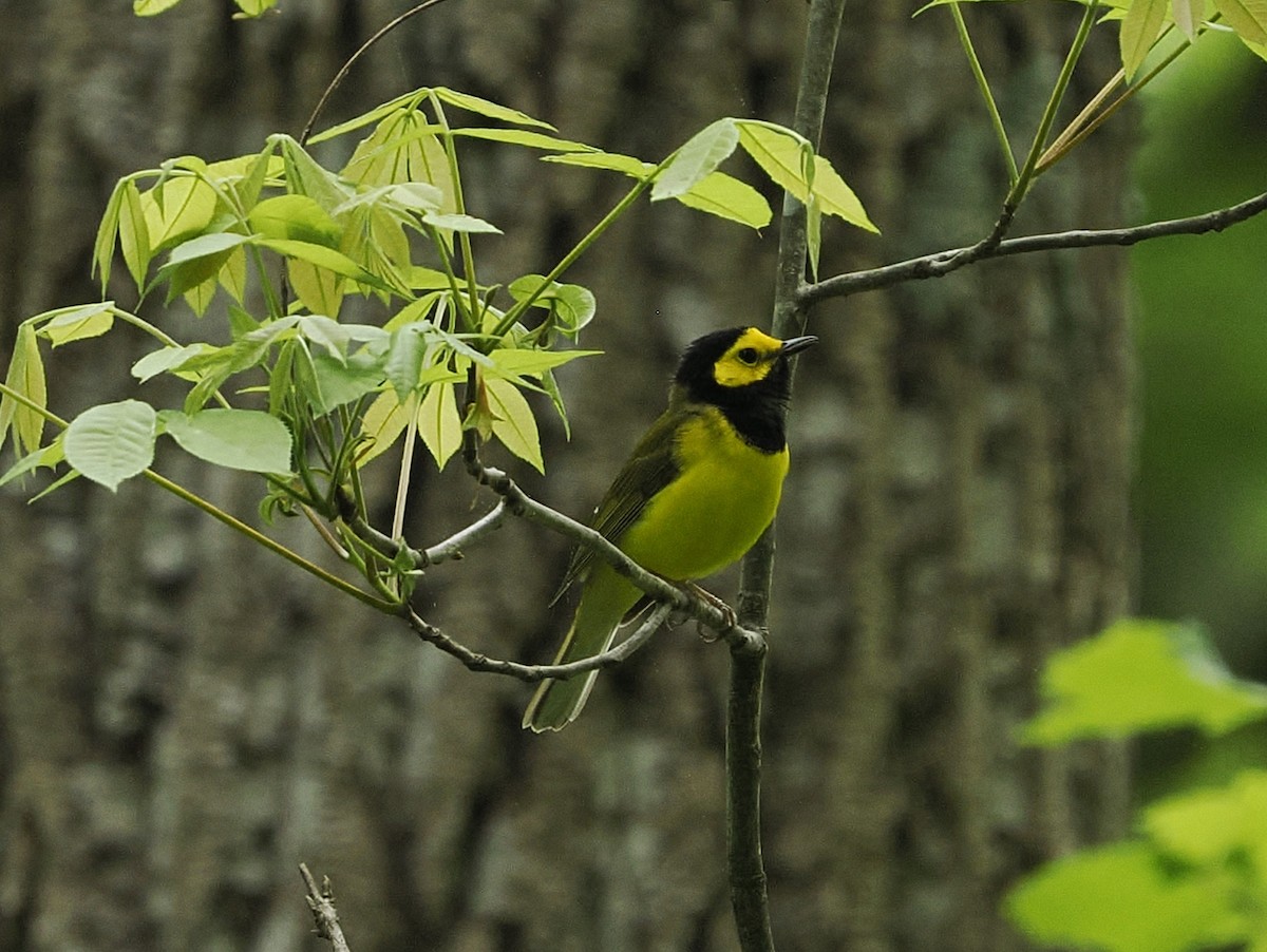 Hooded Warbler - ML618156238