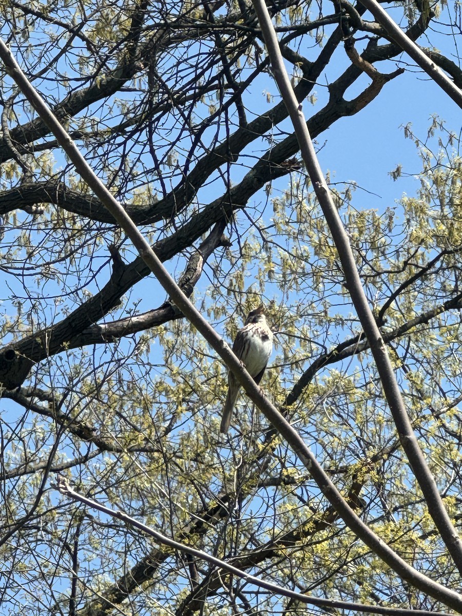 Song Sparrow - ML618156243