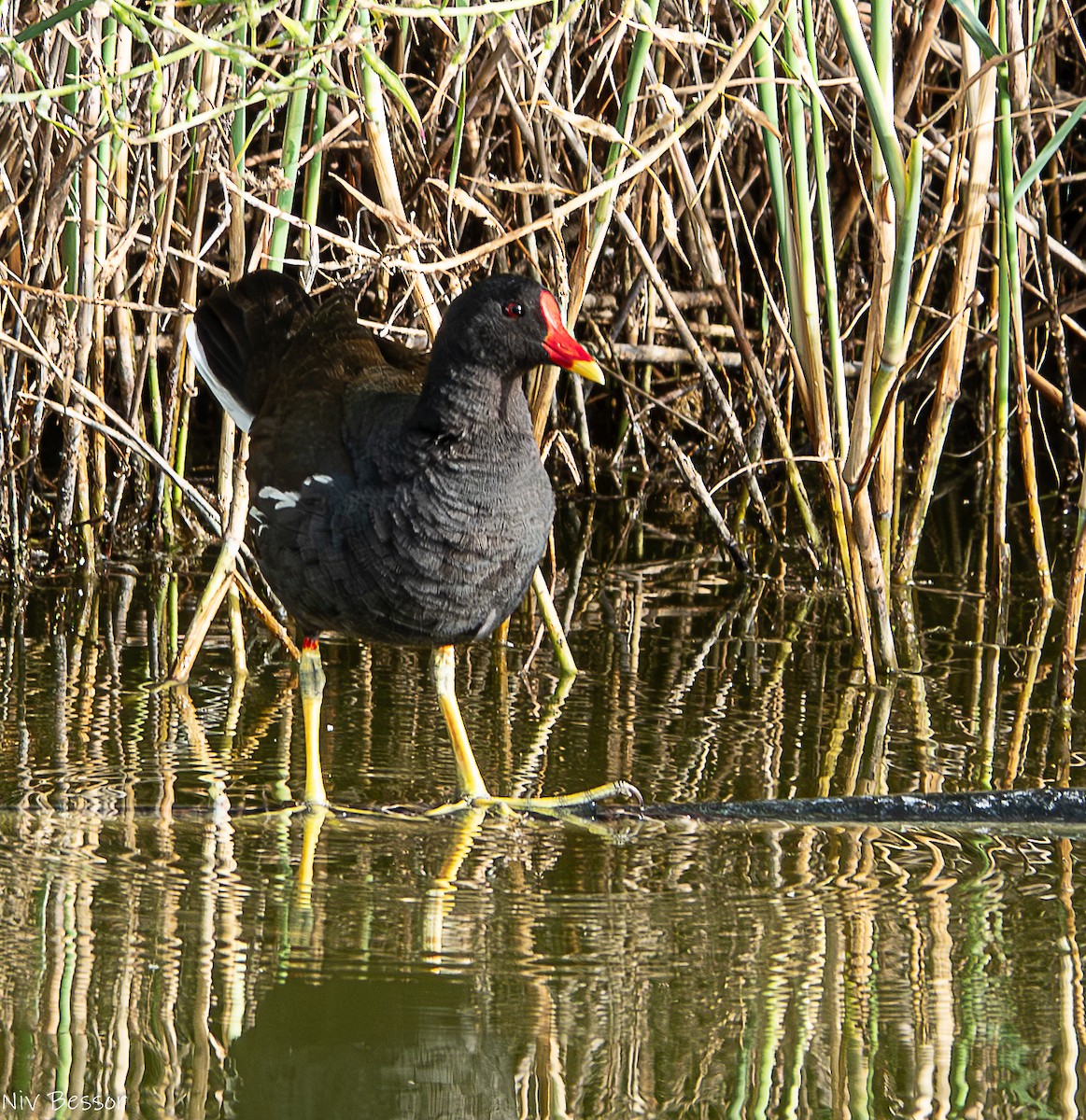 Eurasian Moorhen - ML618156250