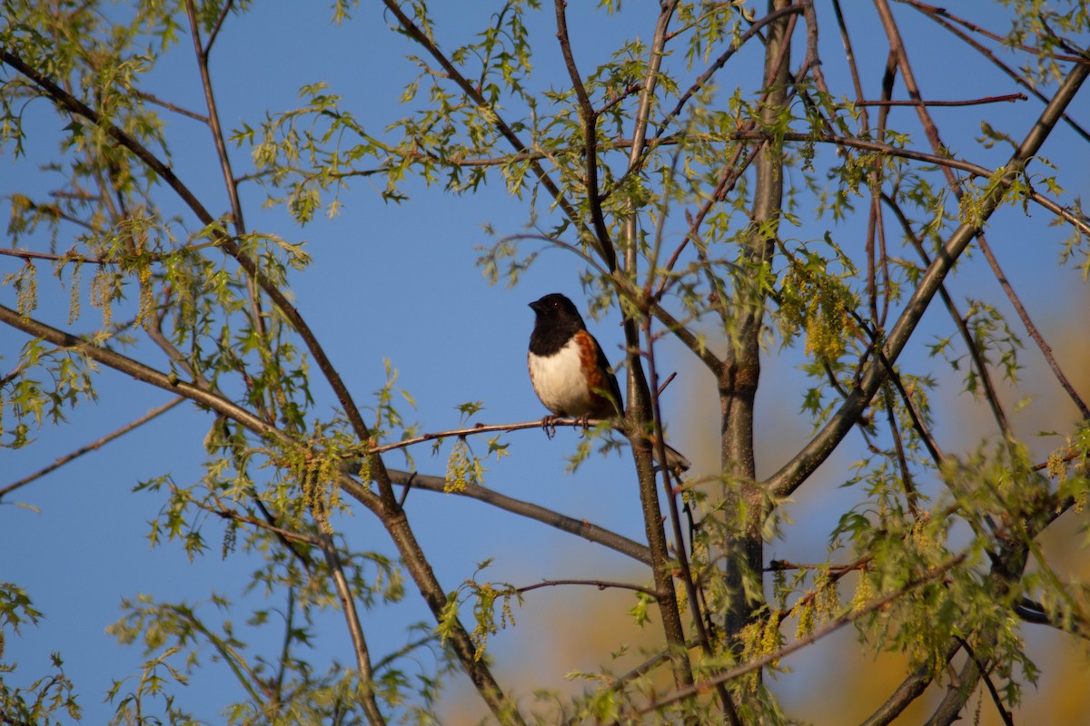 Eastern Towhee - ML618156253