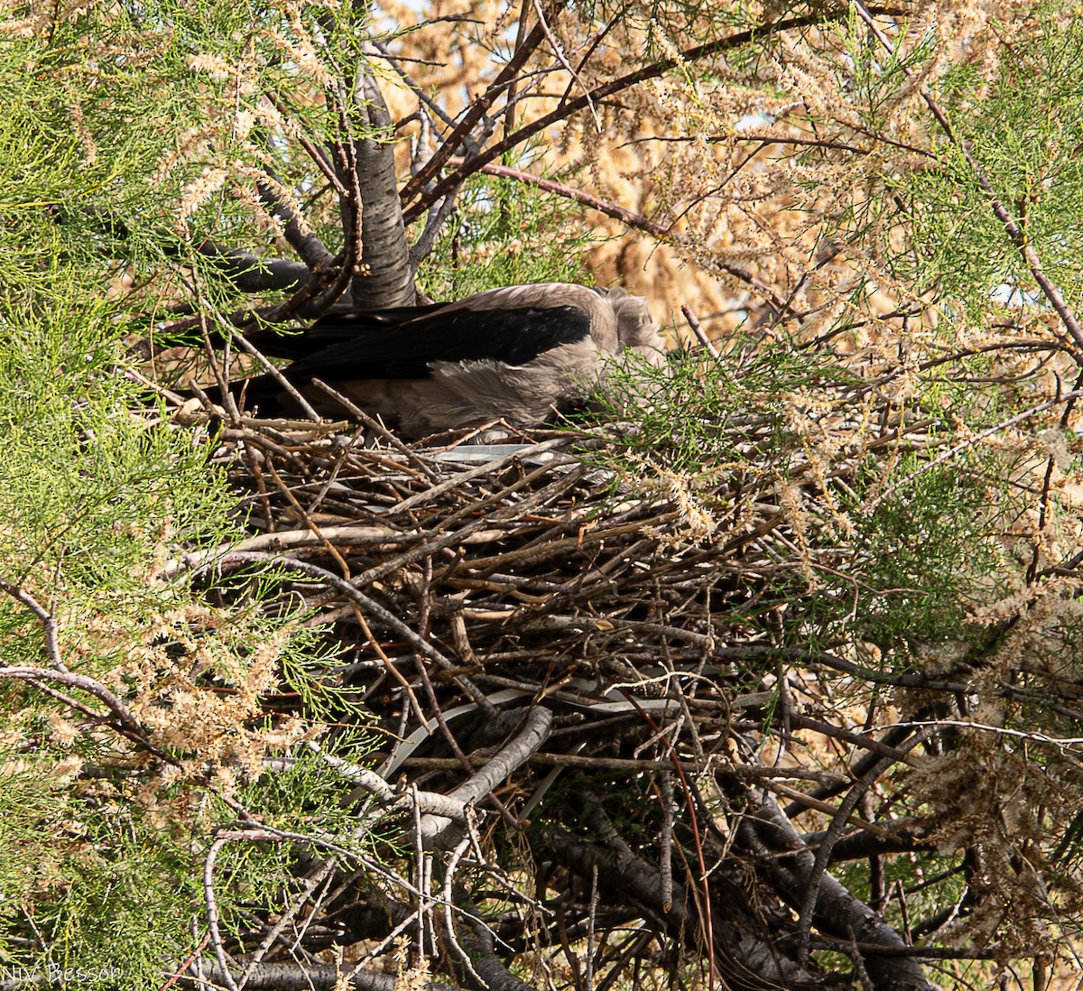 Hooded Crow - ML618156279