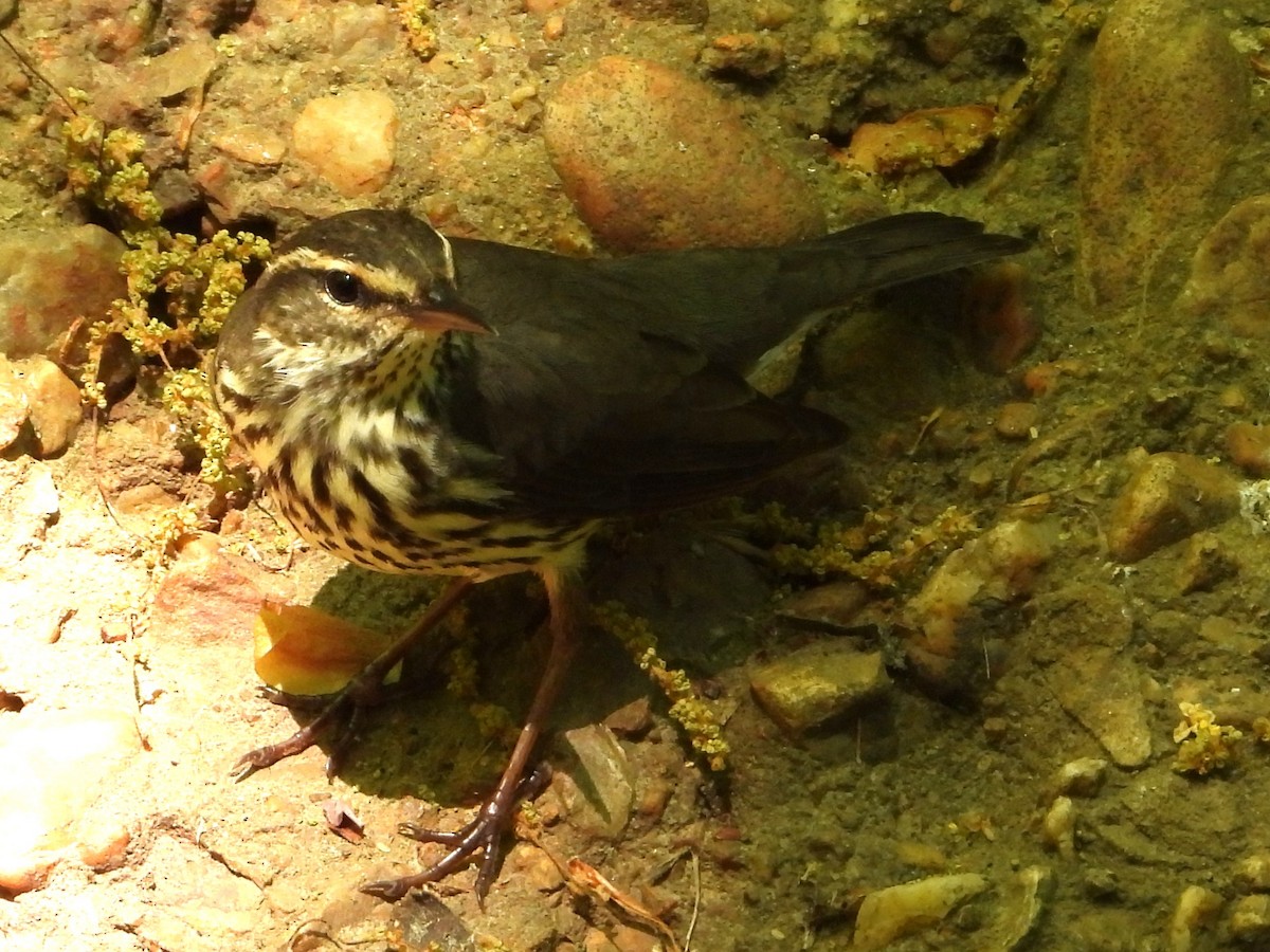 Northern Waterthrush - ML618156280