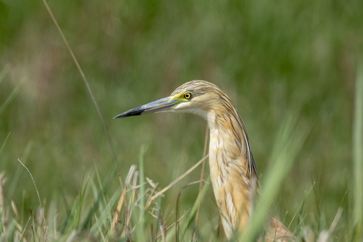 カンムリサギ - ML618156286