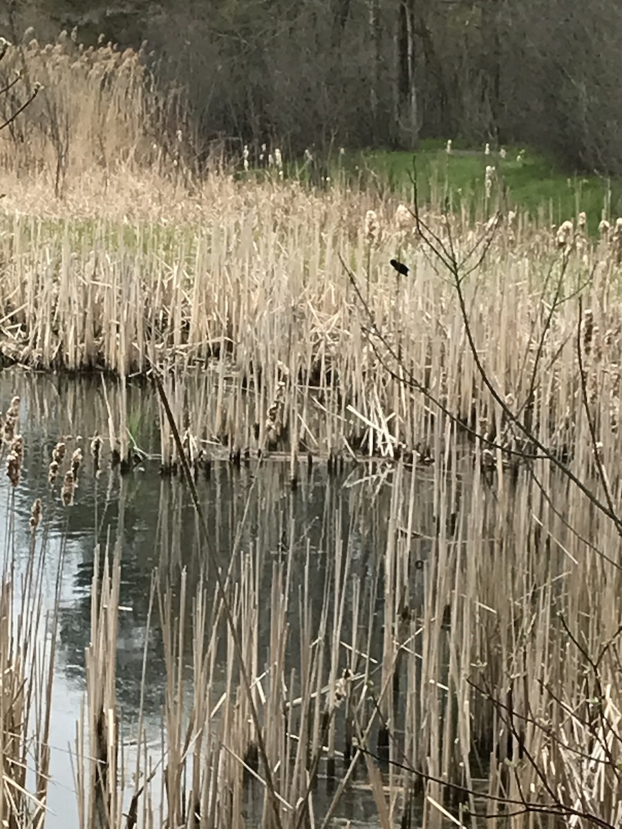 Red-winged Blackbird - ML618156287