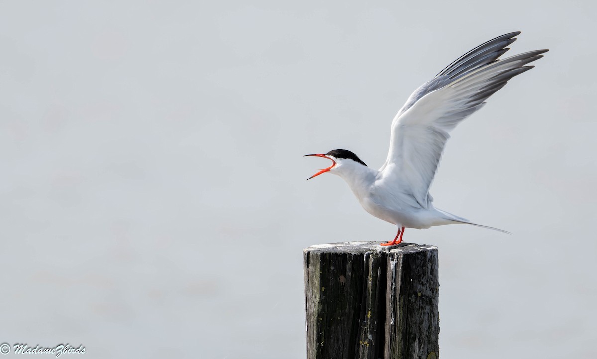 Common Tern - Anita Zaabi