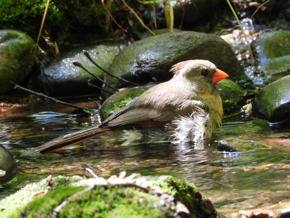 Northern Cardinal - Mike Cianciosi