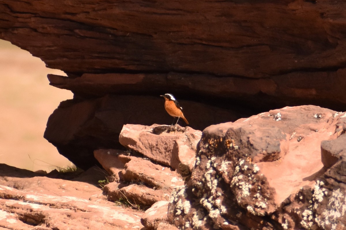 Moussier's Redstart - Aurora Varda