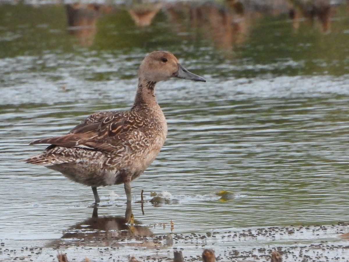 Northern Pintail - Vickie Amburgey