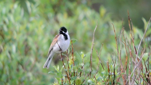 Reed Bunting - ML618156312