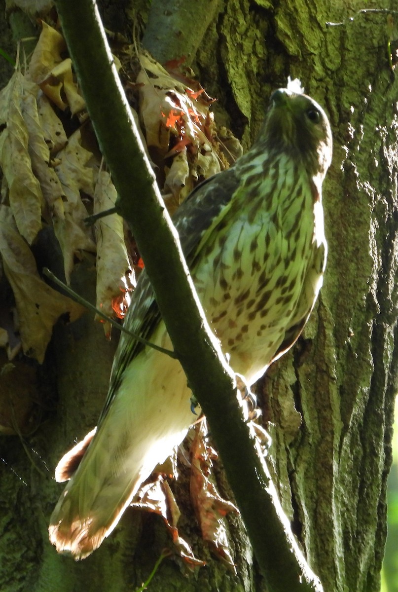 hawk sp. - Mike Cianciosi