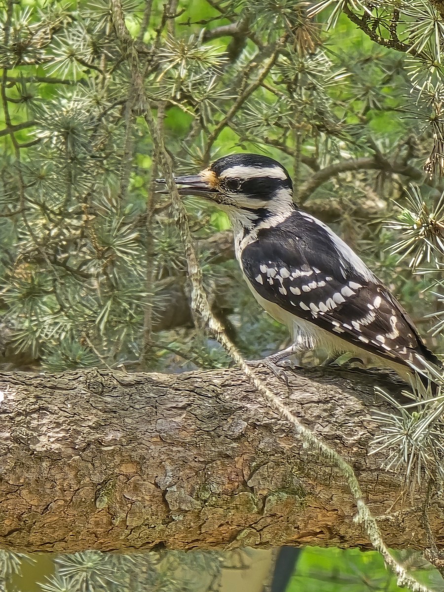 Hairy Woodpecker - Cynthia Nickerson