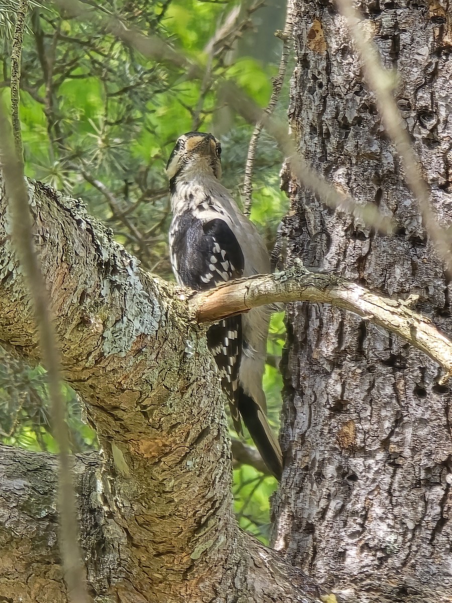 Hairy Woodpecker - Cynthia Nickerson