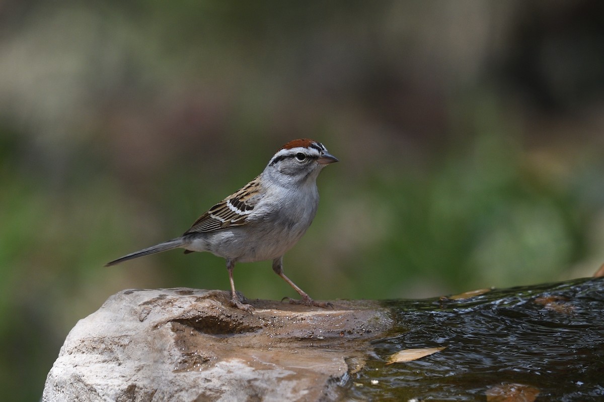 Chipping Sparrow - ML618156320