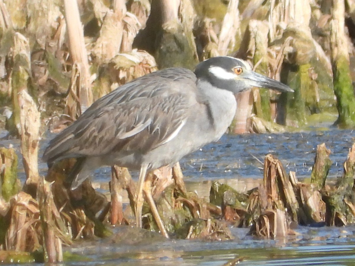 Yellow-crowned Night Heron - Vickie Amburgey