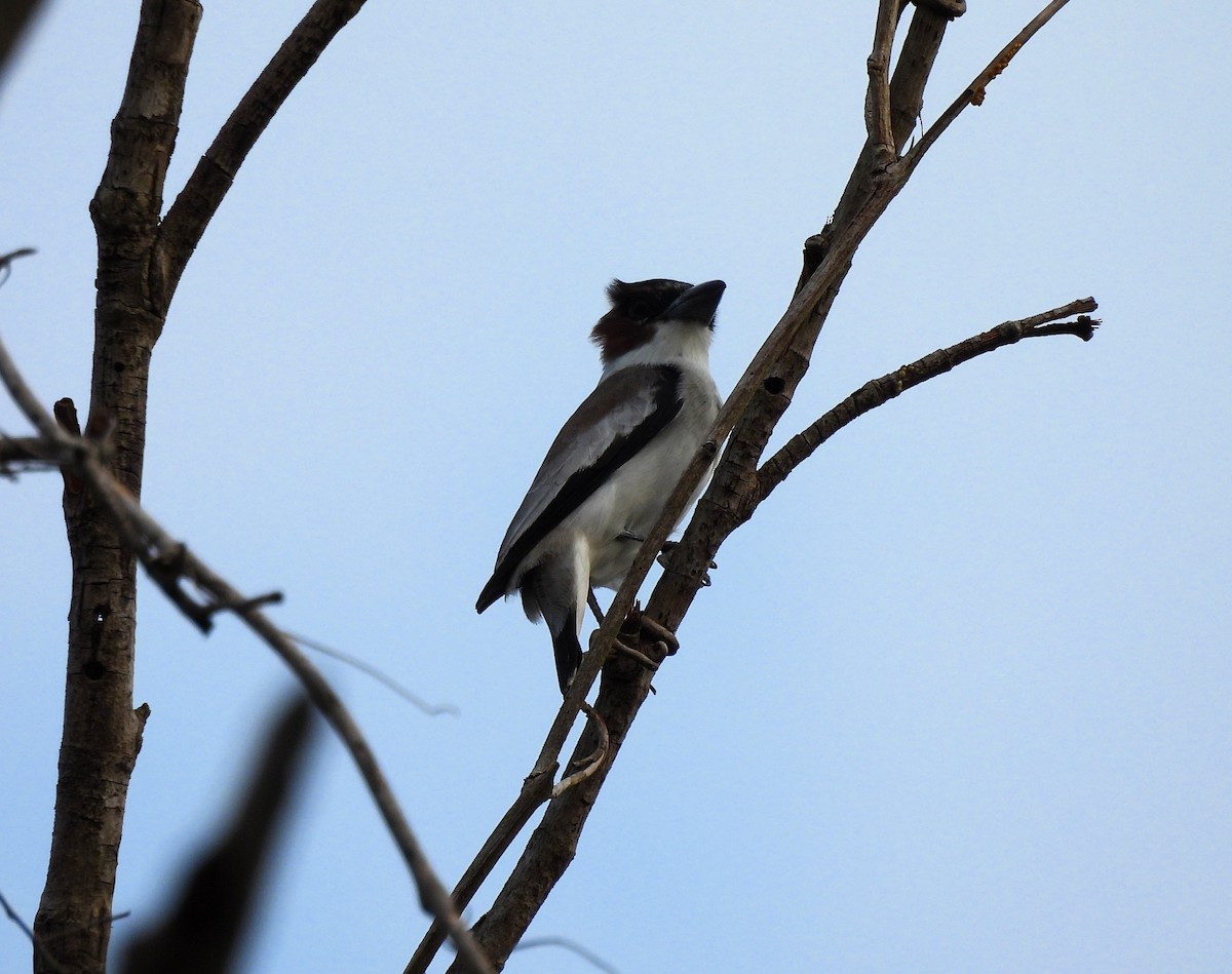 Black-crowned Tityra - Cristina Cauich -Tzab