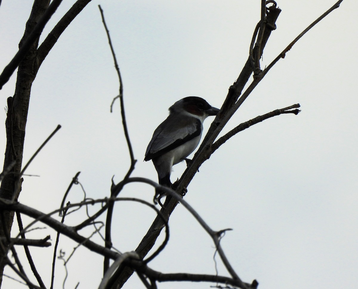 Black-crowned Tityra - Cristina Cauich -Tzab