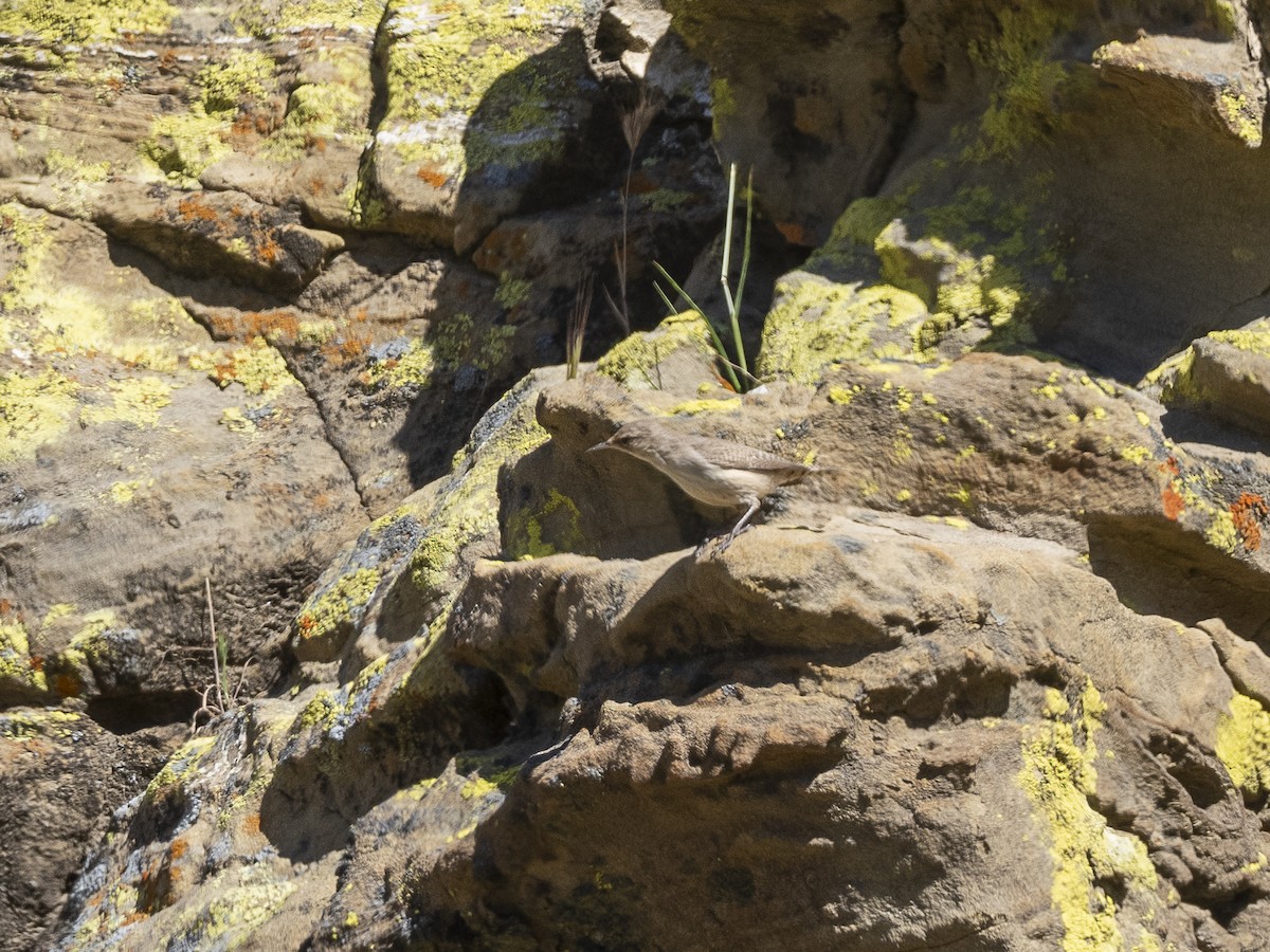 Rock Wren - Steven Hunter