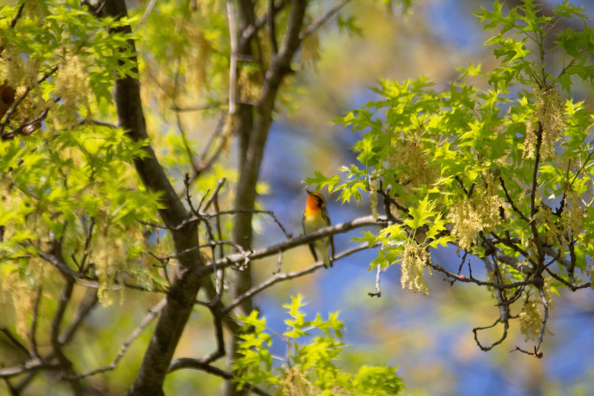 Blackburnian Warbler - ML618156396