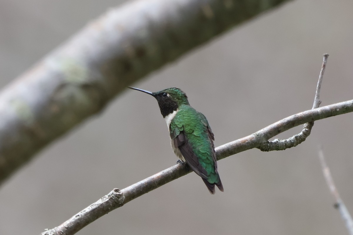 Colibri à gorge rubis - ML618156406