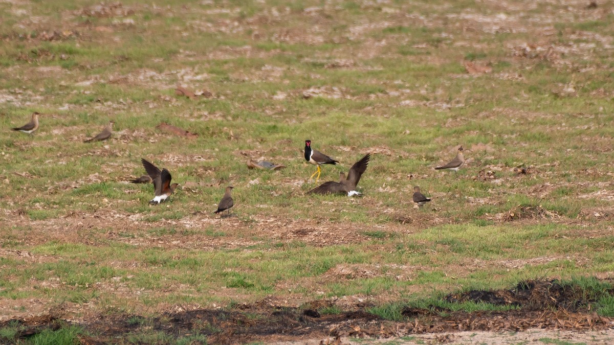 Oriental Pratincole - Mohan Srikar