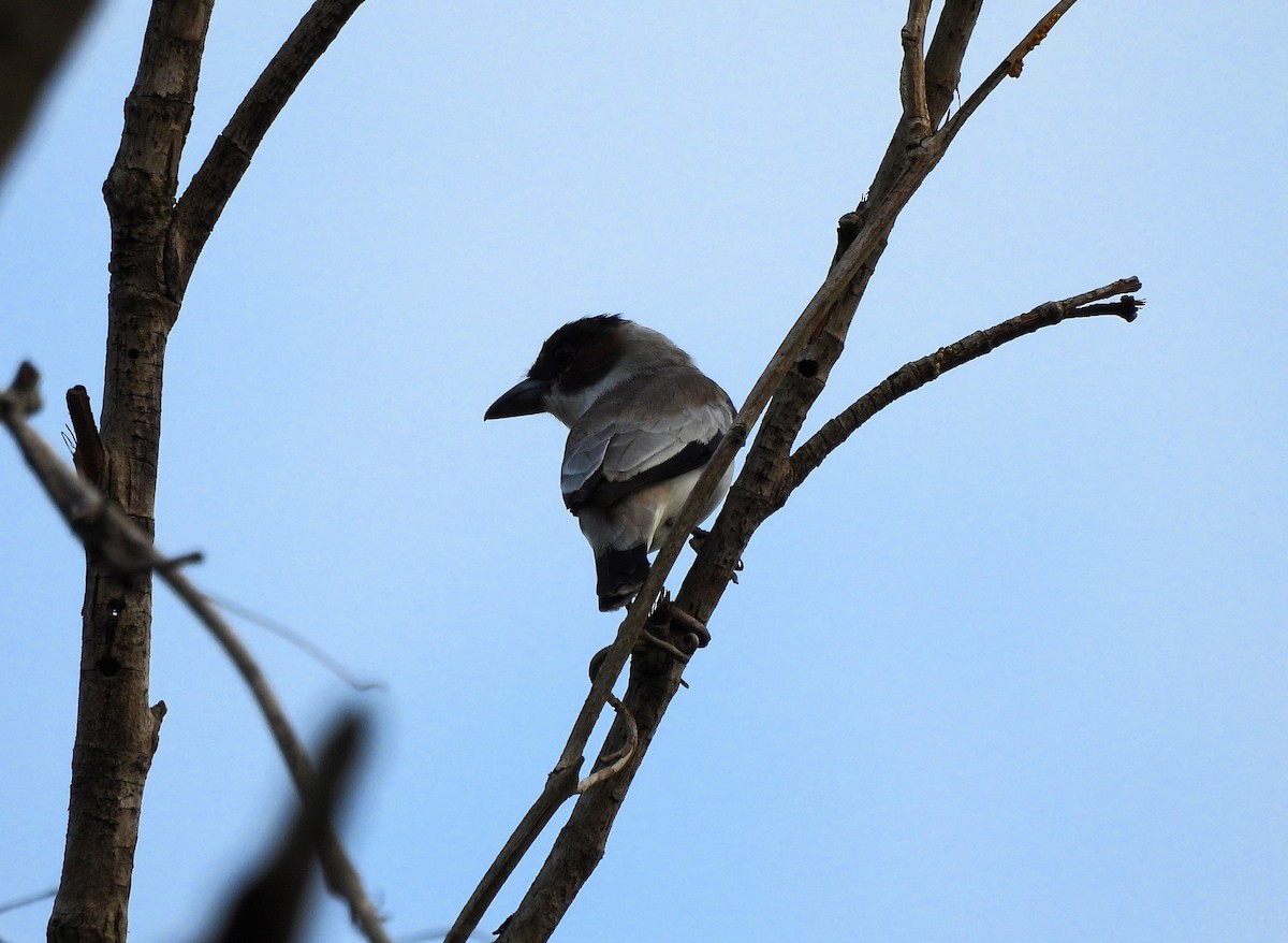 Black-crowned Tityra - Cristina Cauich -Tzab