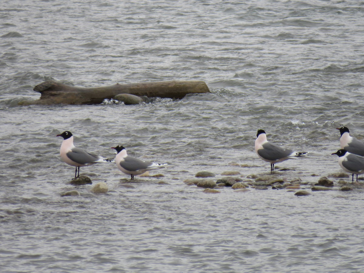 Franklin's Gull - ML618156423