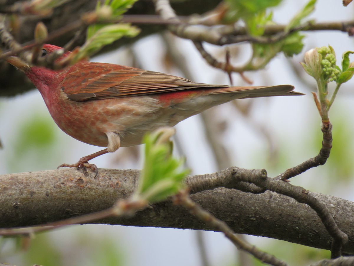 Purple Finch - The Lahaies