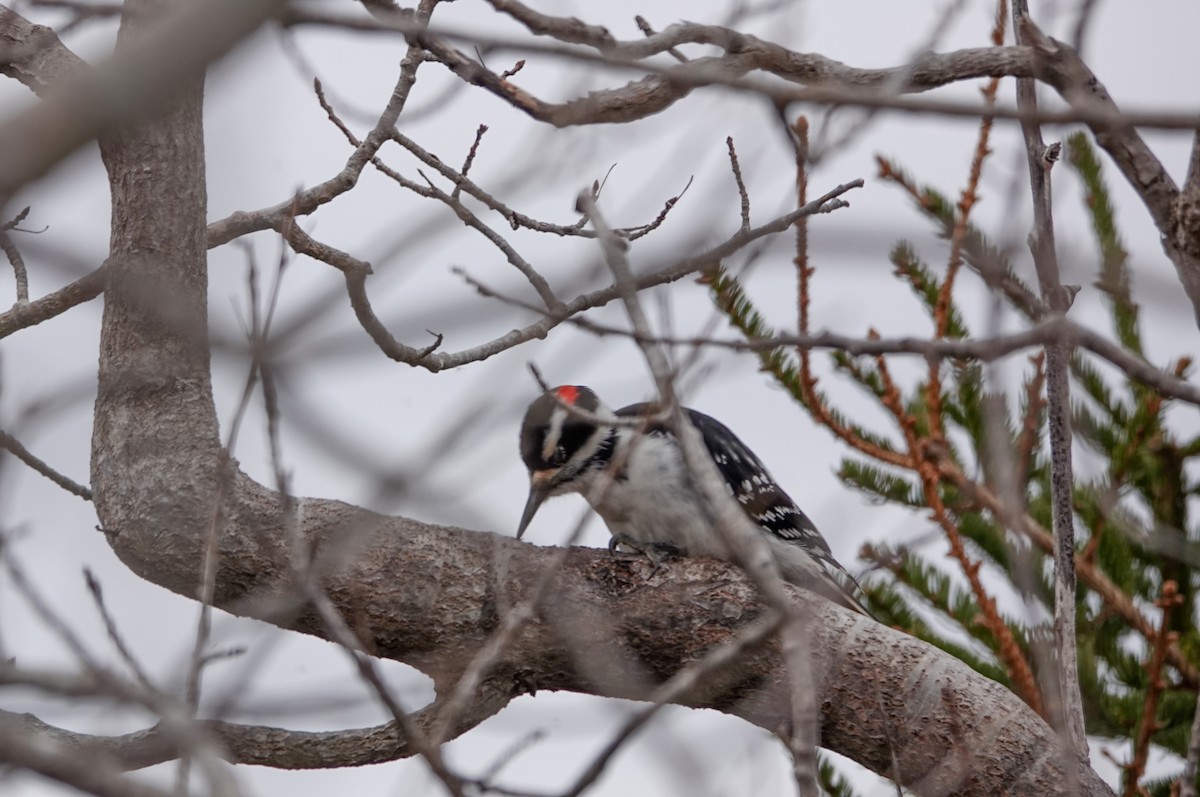 Hairy Woodpecker - Barbara McLean