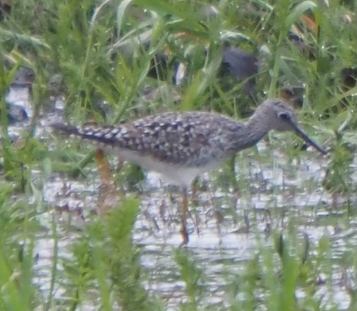 Lesser Yellowlegs - Peter Gagarin