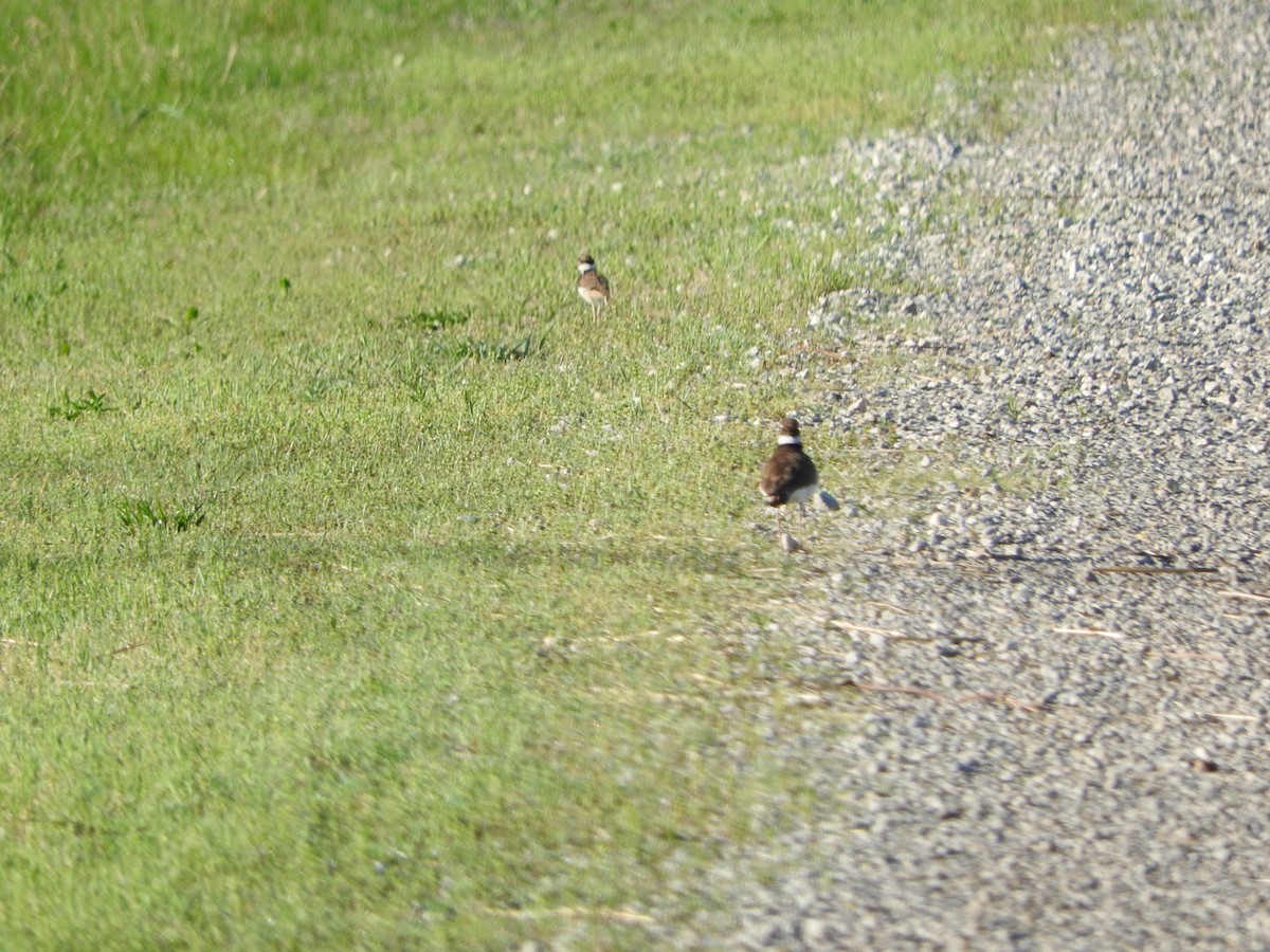 Killdeer - Aaron Locke