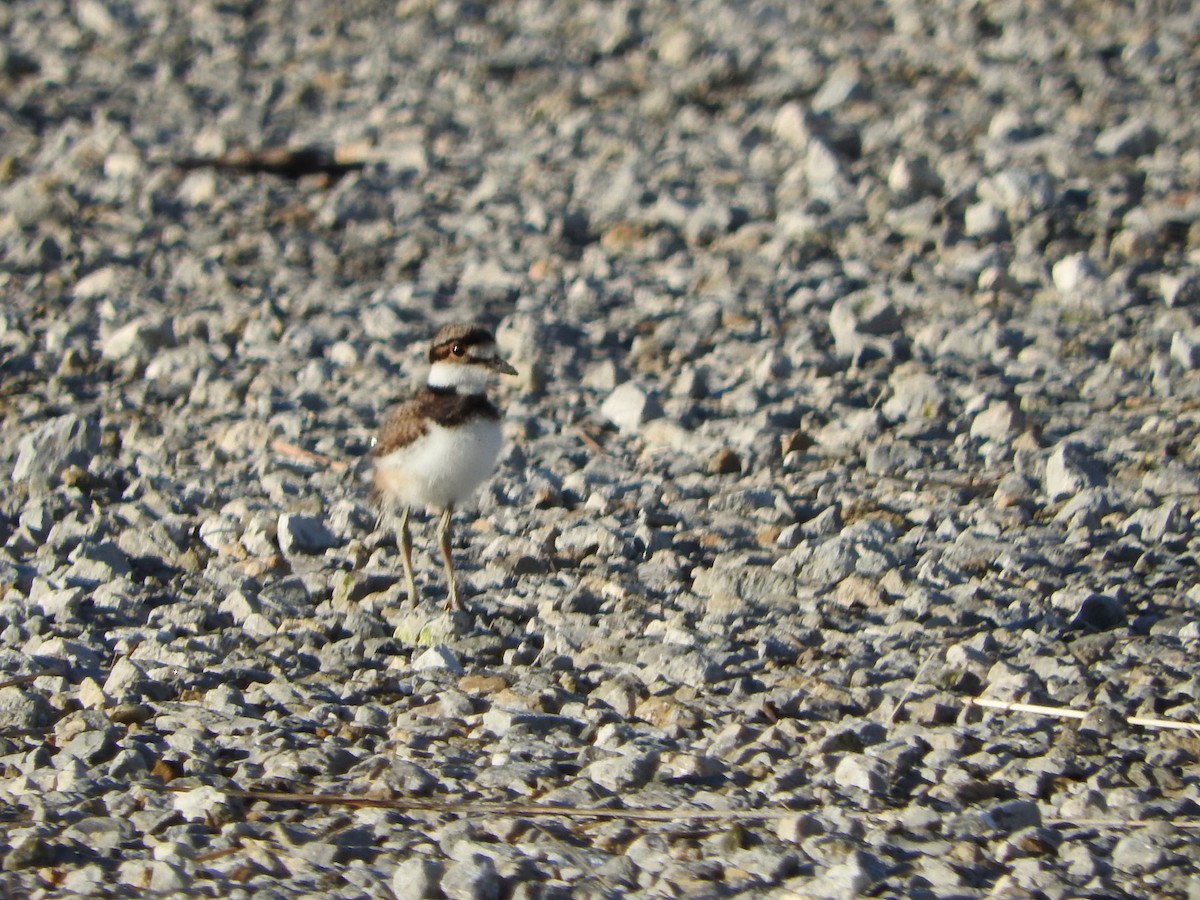 Killdeer - Aaron Locke