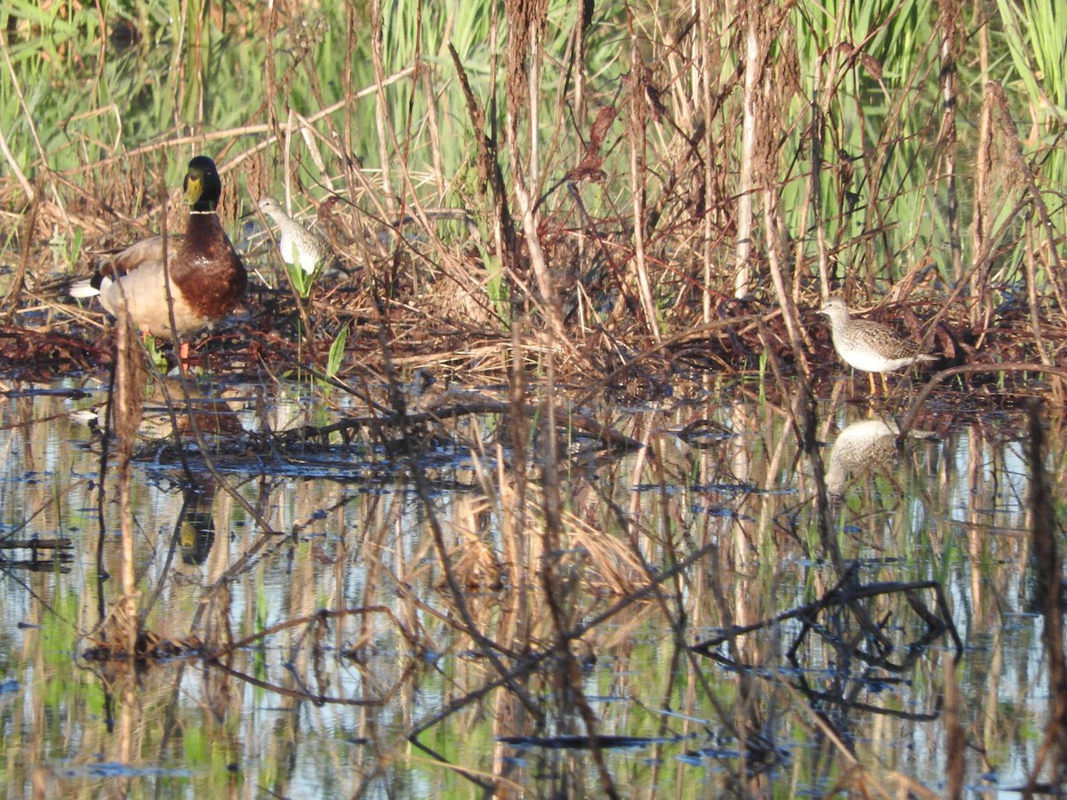 Lesser Yellowlegs - Aaron Locke