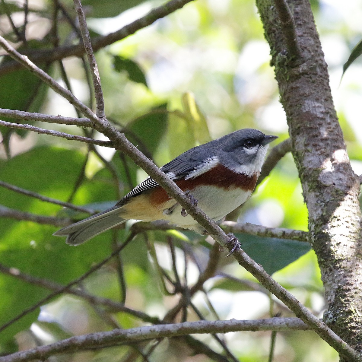 Bay-chested Warbling Finch - ML618156504