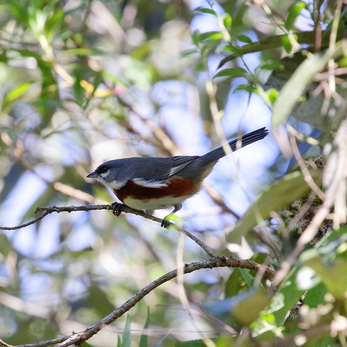 Bay-chested Warbling Finch - ML618156505