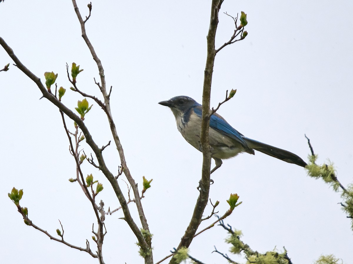 California Scrub-Jay - Scott Ramos