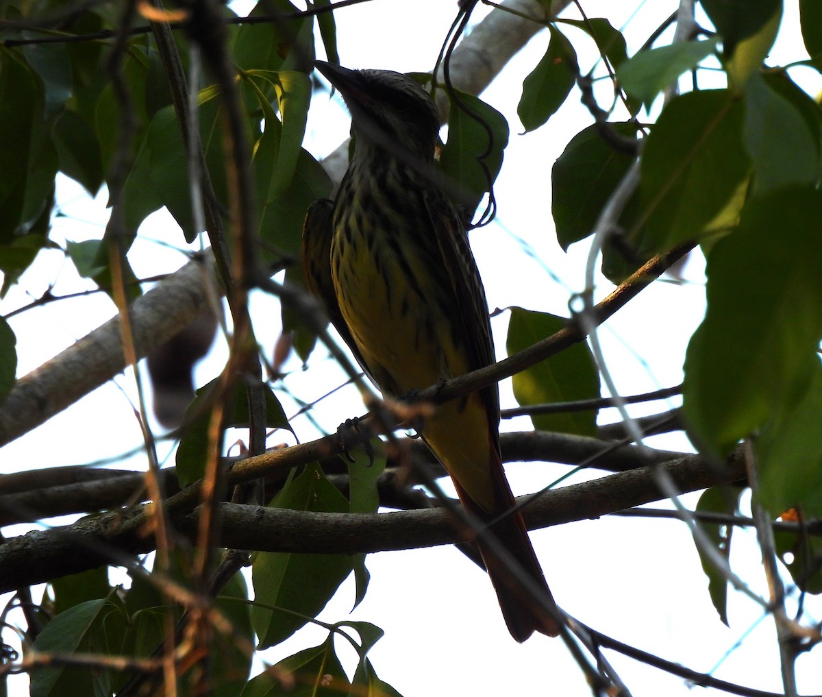 Sulphur-bellied Flycatcher - Cristina Cauich -Tzab