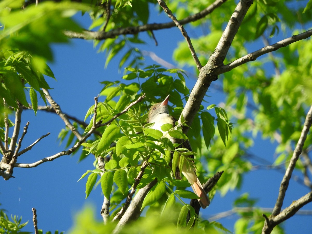 Great Crested Flycatcher - Aaron Locke