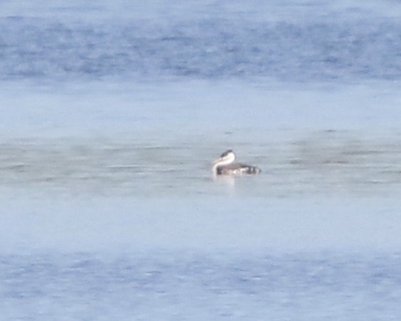 Western Grebe - ML618156529