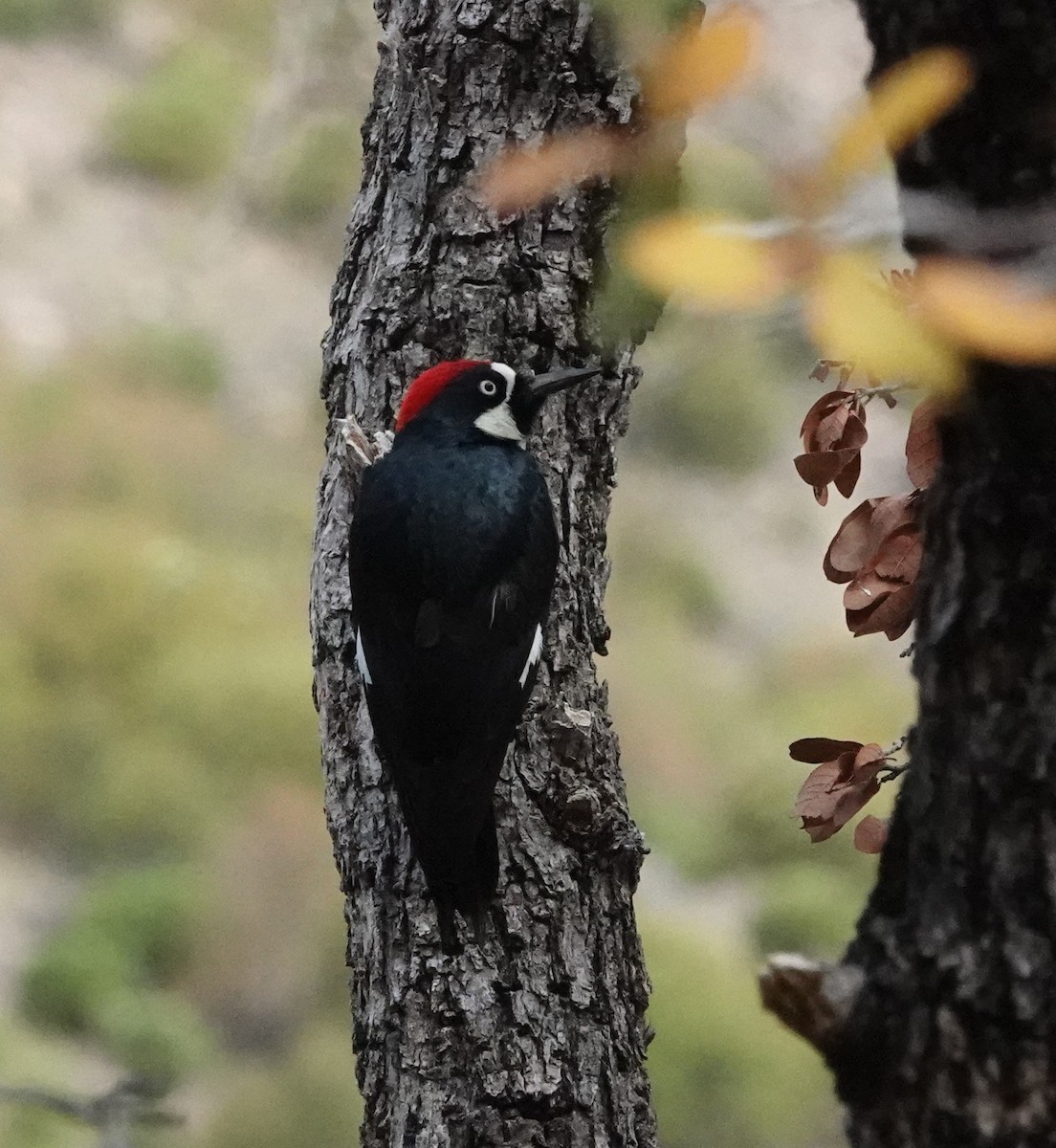 Acorn Woodpecker - Dawn Abbott