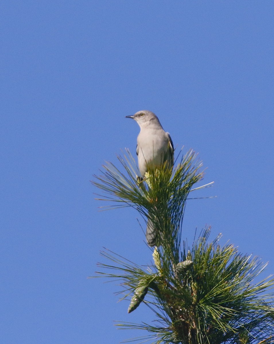 Northern Mockingbird - Eric Walters