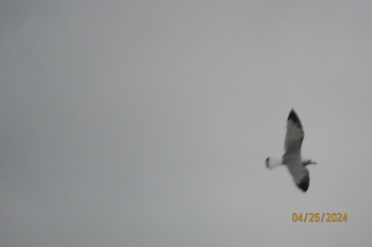 California Gull - ML618156556