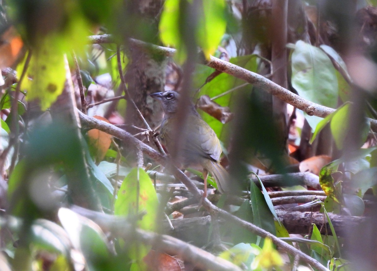 Green-backed Sparrow - Cristina Cauich -Tzab