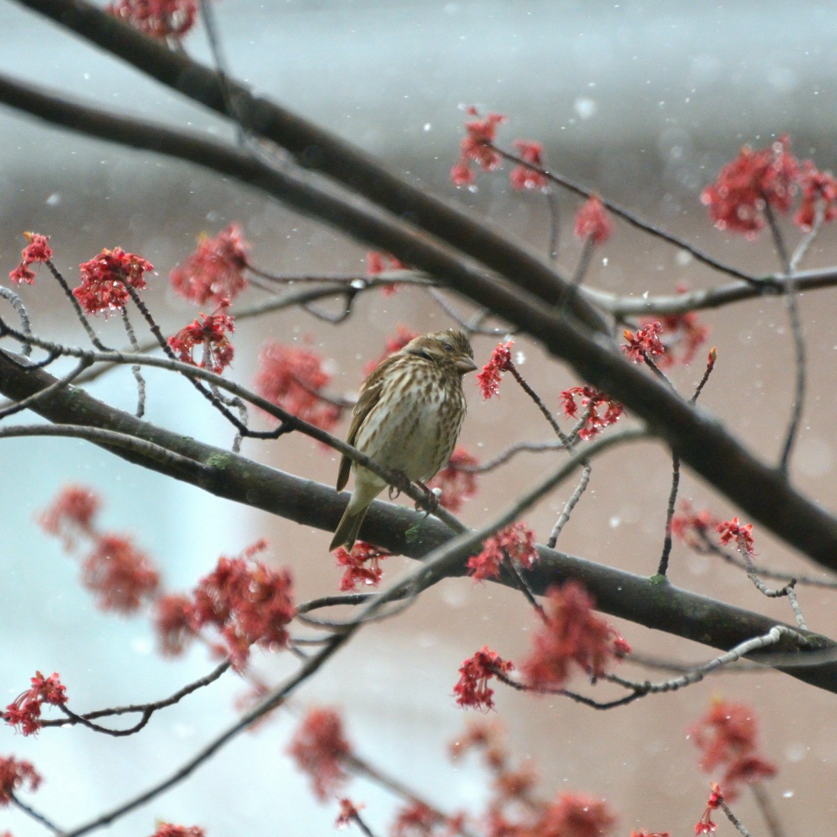 Purple Finch - ML618156561