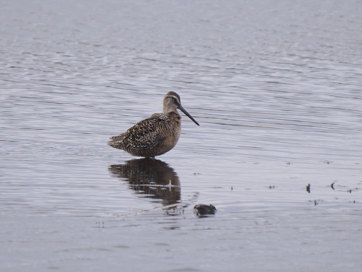 Long-billed Dowitcher - Sue Lentle