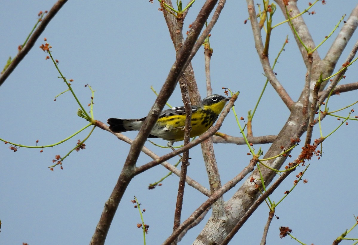 Magnolia Warbler - Cristina Cauich -Tzab