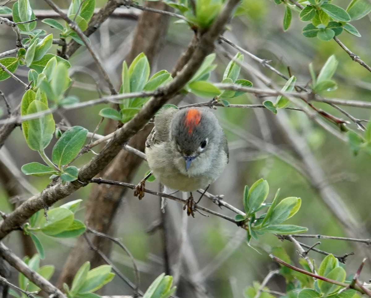 Ruby-crowned Kinglet - Rebecca Lovejoy