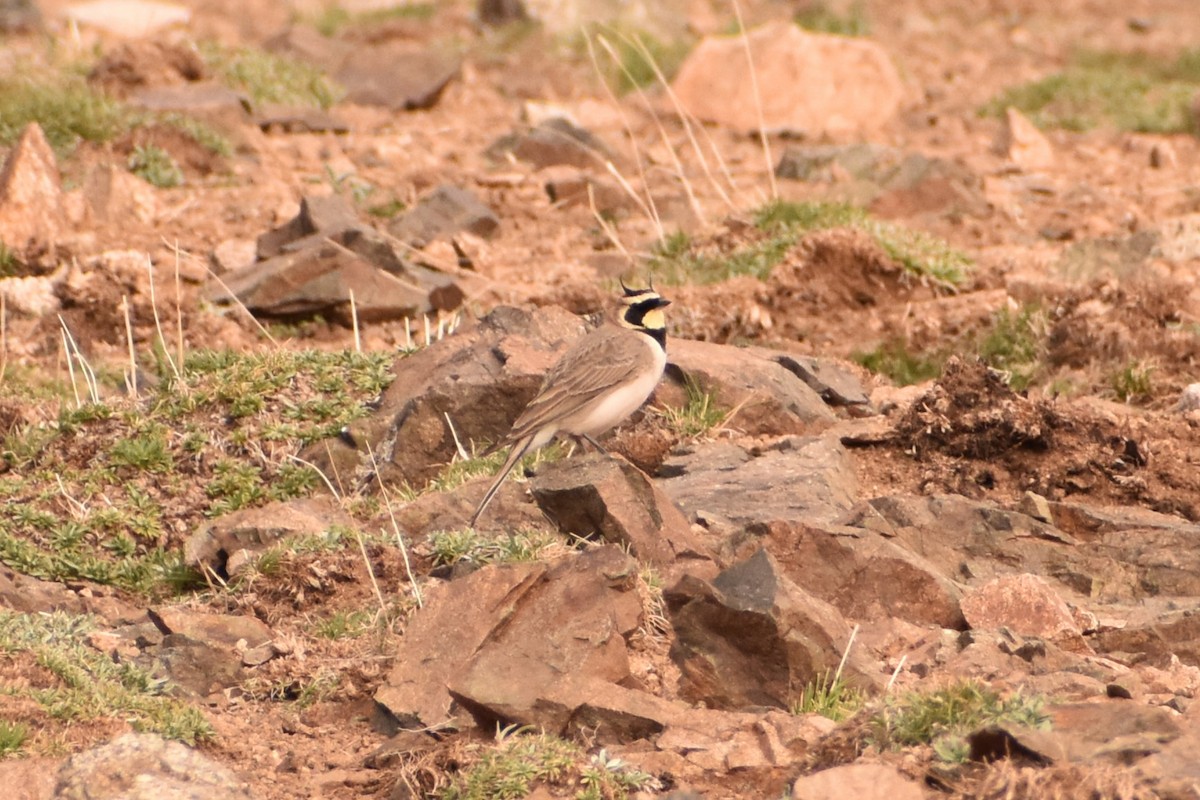 Horned Lark - Aurora Varda