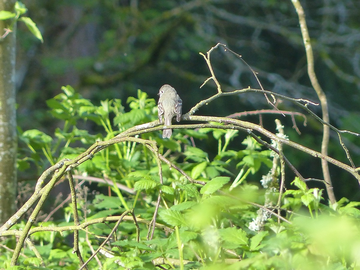 Hammond's Flycatcher - Liz Stewart