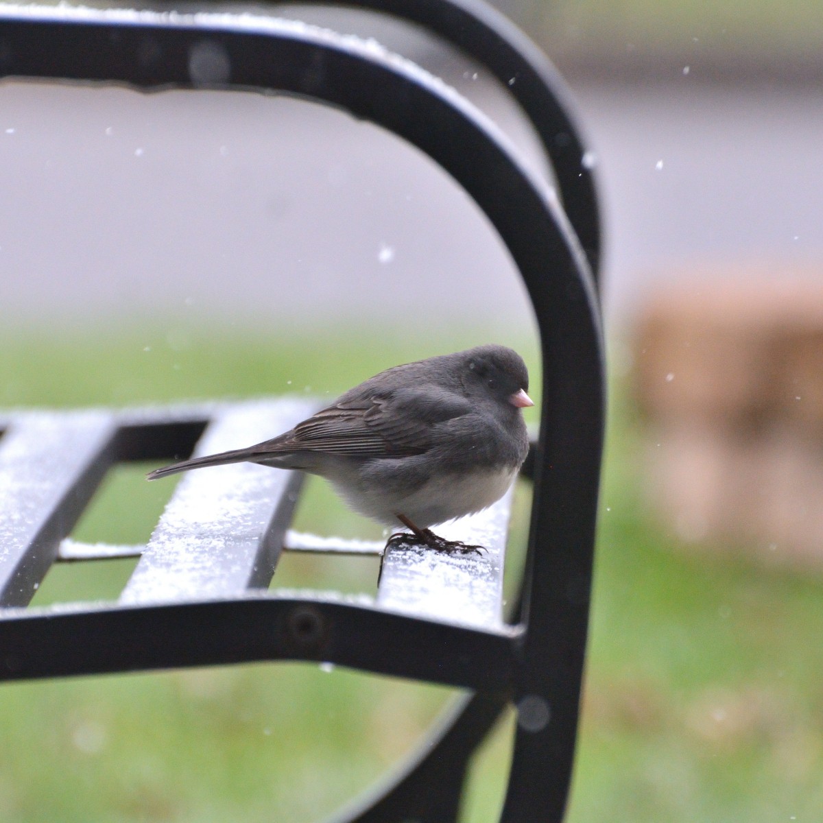 Dark-eyed Junco - ML618156622