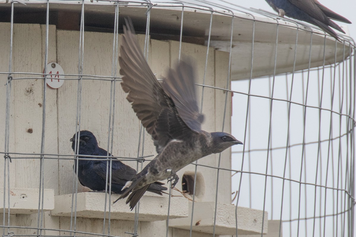 Purple Martin - ML618156627